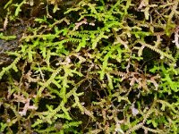 Selaginella denticulata 23, Saxifraga-Hans Grotenhuis