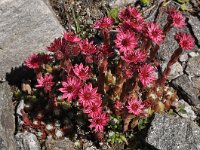 Sempervivum arachnoideum 27, Saxifraga-Harry Jans