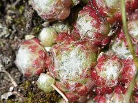 Sempervivum arachnoideum 28, Saxifraga-Sonja Bouwman  Spinnenwebhuislook - Sempervivum arachnoideum - Crassulaceae familie