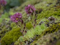 Sempervivum arachnoideum 30, Saxifraga-Luuk Vermeer