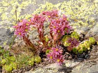 Sempervivum montanum 17, Saxifraga-Luuk Vermeer