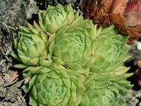 Sempervivum tectorum 13, Huislook, Saxifraga-Sonja Bouwman