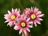 Sempervivum tectorum 14, Huislook, Saxifraga-Sonja Bouwman