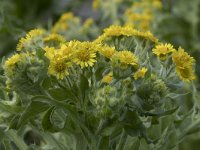 Senecio congestus 49, Moerasandijvie, Saxifraga-Willem van Kruijsbergen