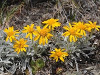 Senecio halleri 11, Saxifraga-Harry Jans