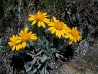 Senecio halleri 13, Saxifraga-Jan van der Straaten