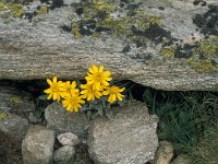 Senecio halleri 15, Saxifraga-Jan van der Straaten