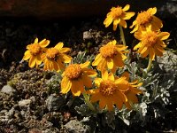 Senecio halleri 8, Saxifraga-Harry Jans