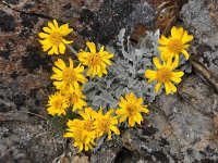 Senecio halleri 9, Saxifraga-Harry Jans