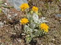 Senecio incanus