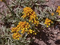 Senecio incanus 12, Saxifraga-Harry Jans