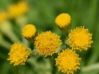 Senecio jacobaea, Common Ragwort