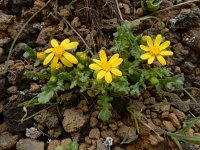 Senecio leucanthemifolius