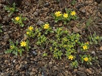 Senecio leucanthemifolius ssp caucasicus 2, Saxifraga-Ed Stikvoort