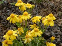 Senecio leucanthemifolius ssp caucasicus 3, Saxifraga-Ed Stikvoort