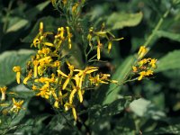 Senecio ovatus, Wood Ragwort