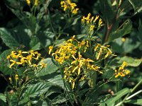 Senecio ovatus 12, Schaduwkruiskruid, Saxifraga-Jan van der Straaten