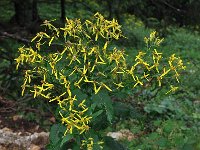 Senecio ovatus ssp ovatus 10, Saxifraga-Harry Jans