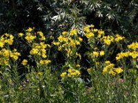 Senecio paludosus 17, Moeraskruiskruid, Saxifraga-Bart Vastenhouw