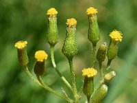 Senecio sylvaticus 21, Boskruiskruid, Saxifraga-Sonja Bouwman  955. Boskruiskruid - Senecio sylvaticus - Asteraceae familie (i)