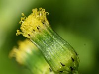 Senecio vulgaris 17, Klein kruiskruid, Saxifraga-Sonja Bouwman