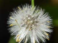 Senecio vulgaris var hybernicus 20, Klein kruiskruid, Saxifraga-Sonja Bouwman  Klein kruiskruid var. hybernicus