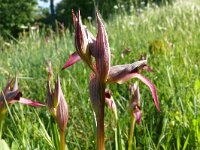 Serapias lingua 66, Saxifraga-Hans Grotenhuis