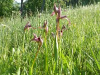 Serapias lingua 67, Saxifraga-Hans Grotenhuis