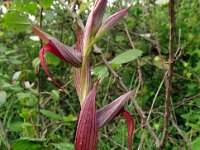Serapias lingua 70, Saxifraga-Hans Grotenhuis