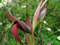 Serapias lingua 72, Saxifraga-Hans Grotenhuis