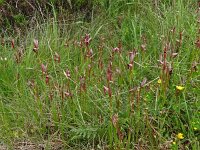 Serapias lingua 73, Saxifraga-Hans Grotenhuis