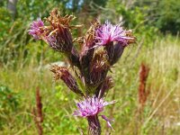 Serratula tinctoria 11, Zaagblad, Saxifraga-Hans Grotenhuis
