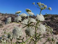 Seseli tortuosum, Mediterranean Moon Carrot