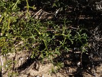 Seseli tortuosum 8, Saxifraga-Ed Stikvoort