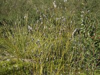 Sesleria caerulea