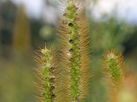 Setaria pumila 14, Geelrode naaldaar, Saxifraga-Tom Heijnen