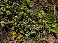 Sibbaldia parviflora 10, Saxifraga-Ed Stikvoort