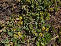 Sibbaldia parviflora 11, Saxifraga-Ed Stikvoort