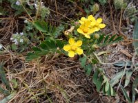 Sibbaldianthe orientalis 2, Saxifraga-Ed Stikvoort