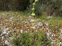 Sideritis arborescens