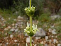 Sideritis arborescens 2, Saxifraga-Ed Stikvoort