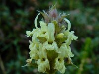 Sideritis hyssopifolia 11, Saxifraga-Ed Stikvoort : Poncebos - Cordiñanes de Valdeón s9900