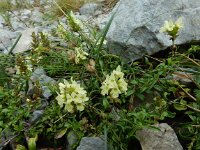 Sideritis hyssopifolia 12, Saxifraga-Ed Stikvoort : Poncebos - Cordiñanes de Valdeón s9900