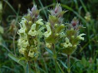 Sideritis hyssopifolia 13, Saxifraga-Ed Stikvoort : Poncebos - Cordiñanes de Valdeón s9900