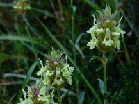Sideritis hyssopifolia 9, Saxifraga-Ed Stikvoort : Poncebos - Cordiñanes de Valdeón s9900