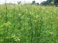 Silaum silaus 12, Weidekervel, Saxifraga-Hans Grotenhuis