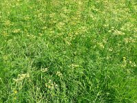 Silaum silaus 13, Weidekervel, Saxifraga-Hans Grotenhuis