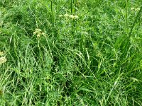 Silaum silaus 14, Weidekervel, Saxifraga-Hans Grotenhuis