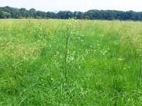 Silaum silaus 15, Weidekervel, Saxifraga-Hans Grotenhuis