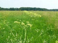 Silaum silaus 16, Weidekervel, Saxifraga-Hans Grotenhuis